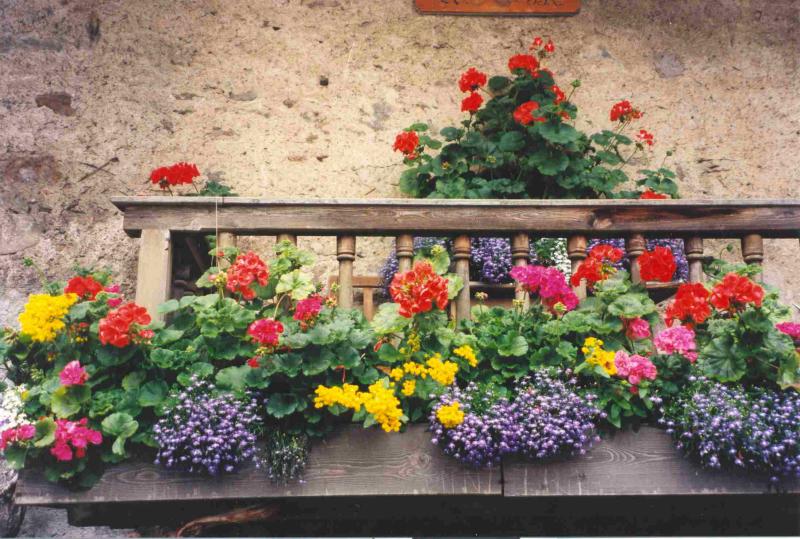 ../Images/07 Blumenschau.jpg